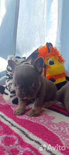 Французский бульдог голубой