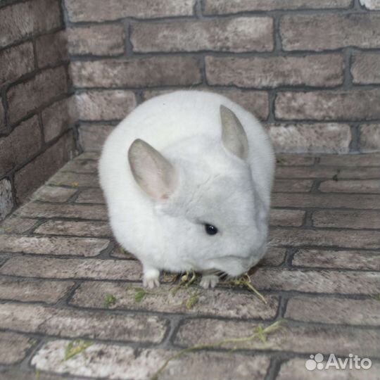 Шиншиллы