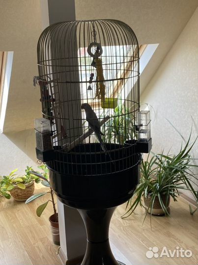 Попугай кольчатый вместе с клеткой