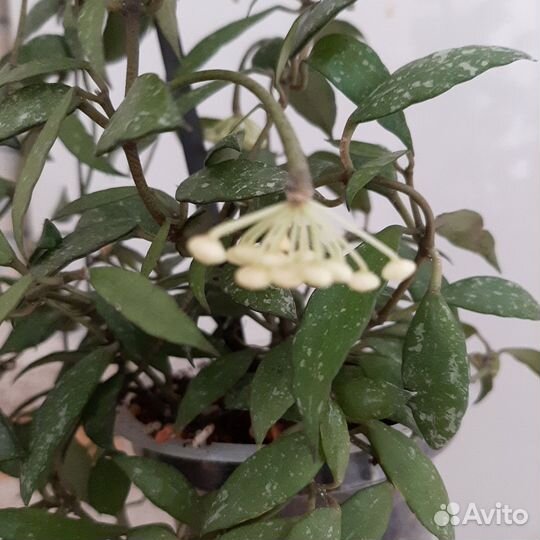 Мелколистные хойи и Лиза