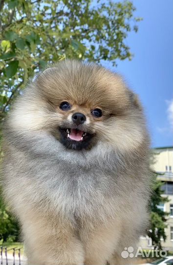 Померанский шпиц девочка дорого