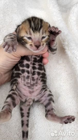 Бенгальский котенок мальчик