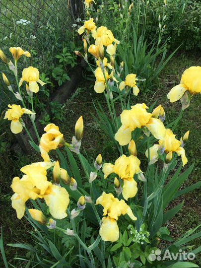 Ирисы сортовые