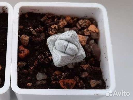 Кактусы и суккуленты