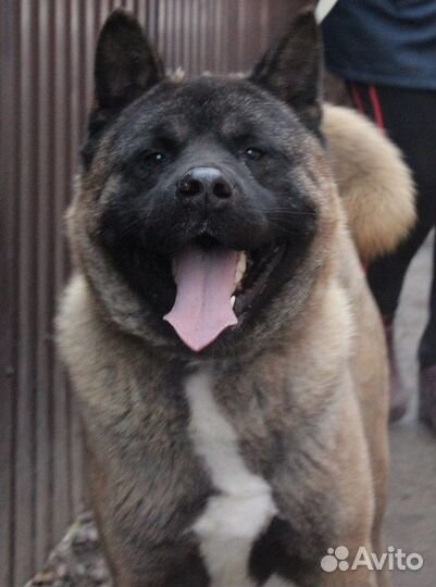 Питомник. Вязка