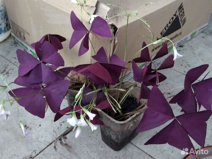 Оксалис,Кислица,гиппеаструм,толстянка