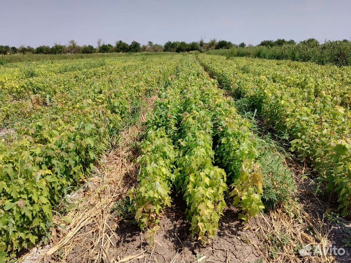 Саженцы клёна