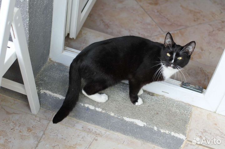 Котик Азар
