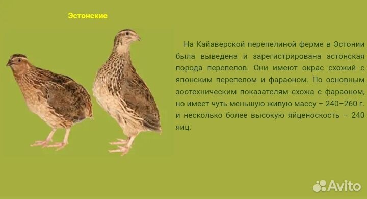 Яйца перепелиные инкубационные