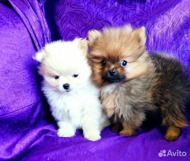 Померанский шпиц