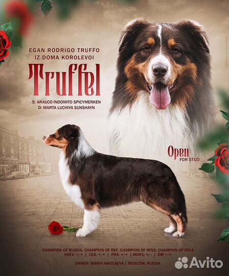 Аусси для вязки