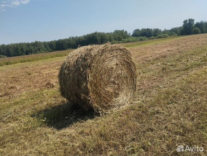 Сено в рулонах с доставкой