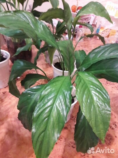 Спатифиллум цветущий - женское счастье