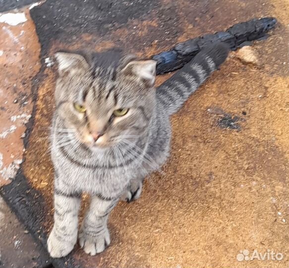 Котик Ухоженный