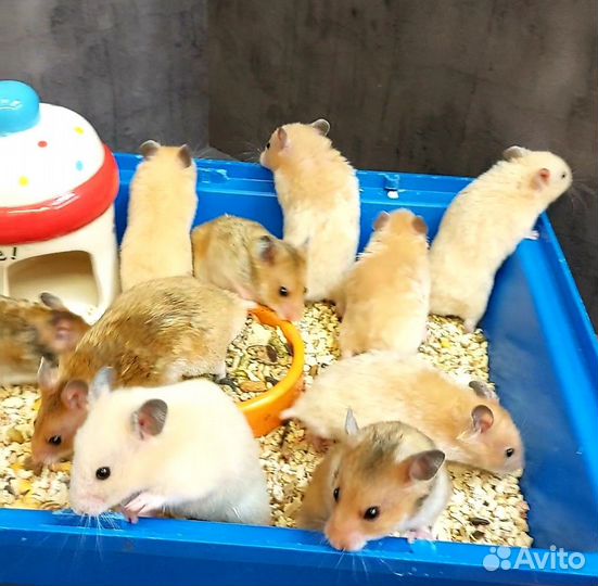 Сирийские и Ангорские хомячки