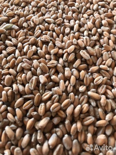 Продам пшеницу