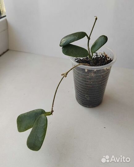 Много комнатных растений