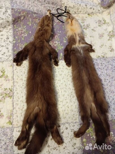 Шкуры соболя