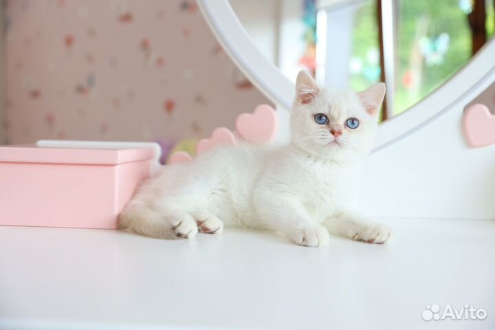 Британский мальчик лиловая шиншилла поинт -Гарфилд