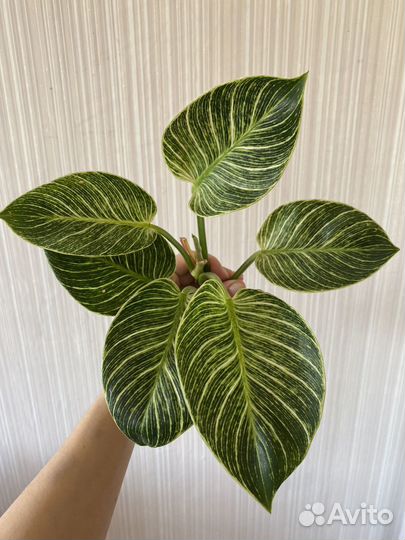 Филодендрон биркин