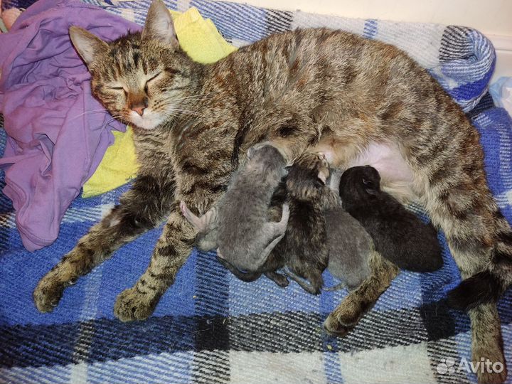 Кошка в добрые руки в дар
