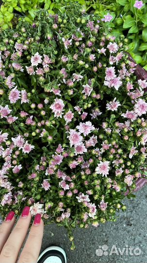 Хризантемы мультифлора