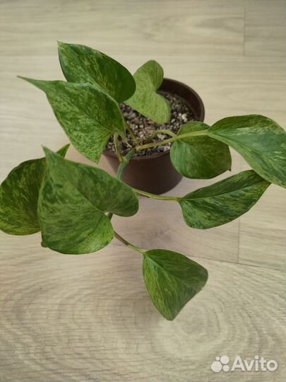 Вьющиеся растения эпипремнумы