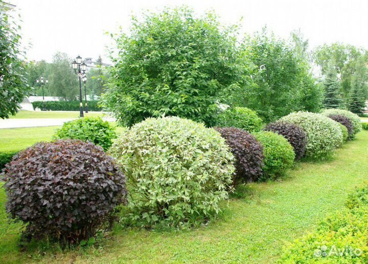 Сакура, вегейла, Дерен