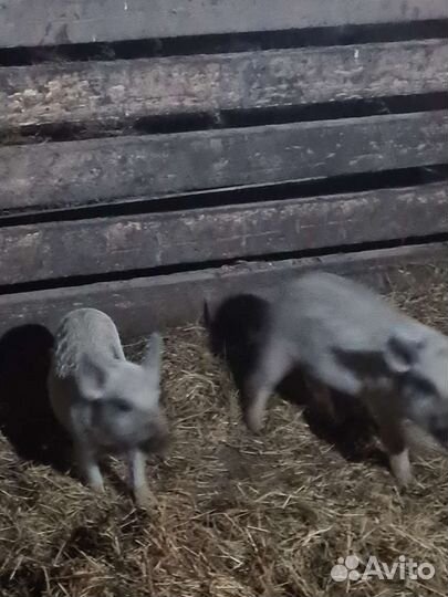 Поросята венгерской мангалицы