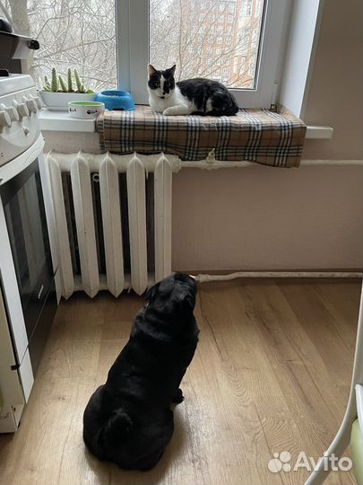 Черно белая кошка