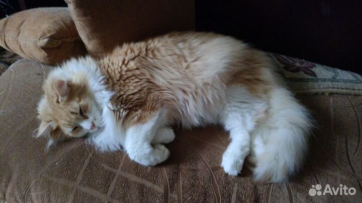 Кот ищет дом