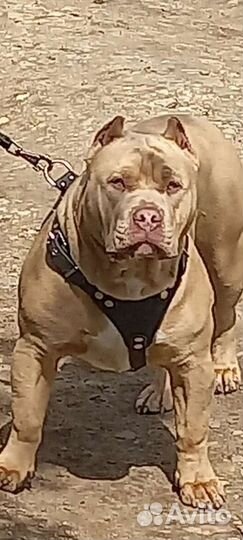 Американский булли xl вязка