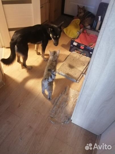 В добрые руки