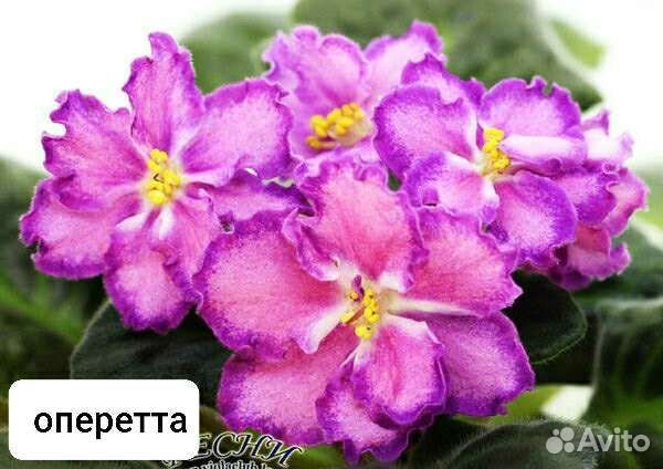 Сортовые фиалки(детки)