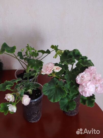 Пеларгония герань сортовая набором