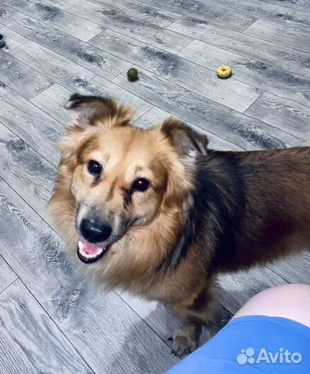 Передержка собак в домашних условиях