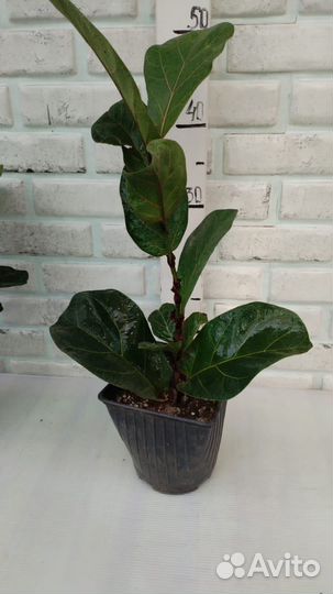 Фикус лировидный из питомника растений