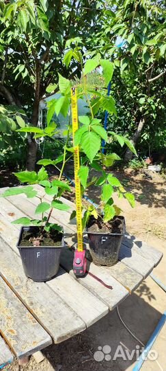 Саженцы ежевики