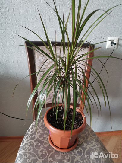 Пальма драцена