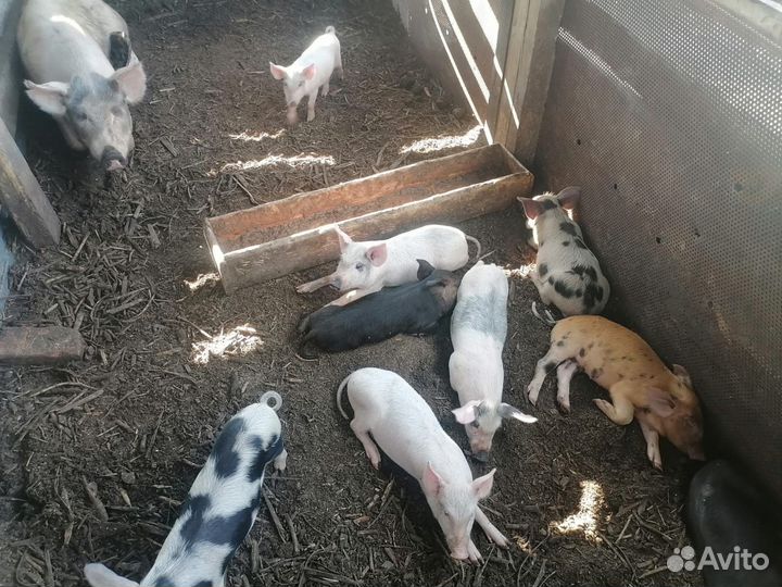 Продажа свиней