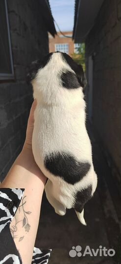 Собаки бесплатно в добрые руки щенки