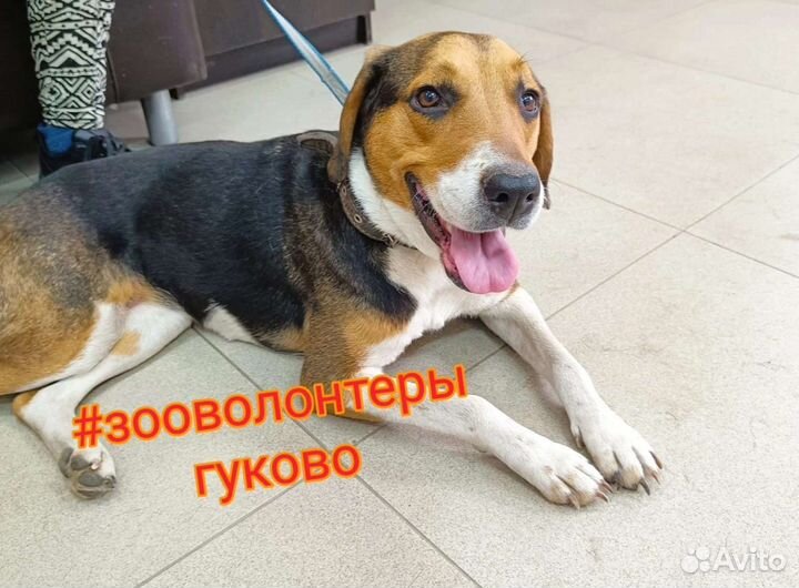 Собака в добрые руки