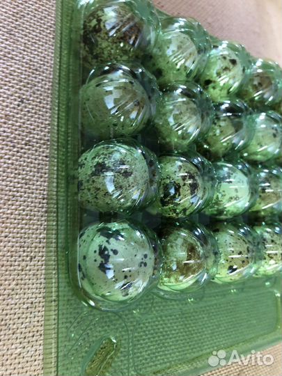 Упаковка блистерная для перепелинного яйца