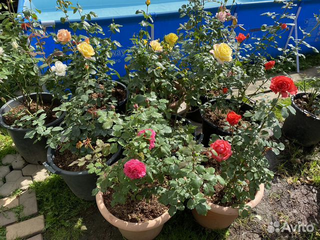 Розы взрослые в горшках 35 литров купить в Зеленограде | Товары для ...