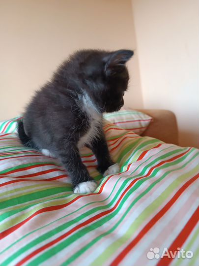 Отдадим котят