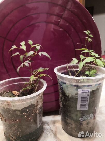 Саженец инжира