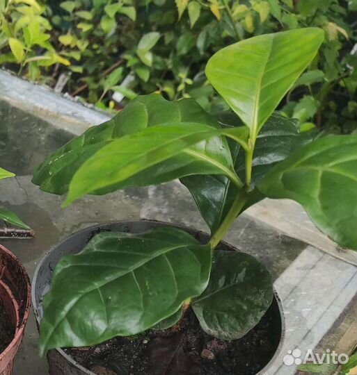 Кофейное дерево, кофе арабика