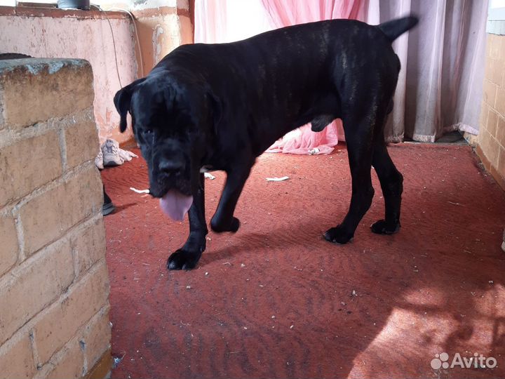 Щенки коне корсо