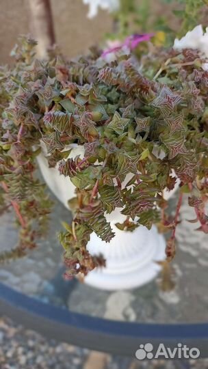 Флорариум суккуленты