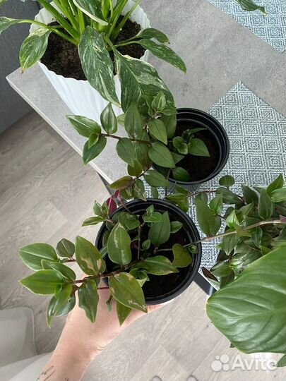 Традесканция комнатные цветы